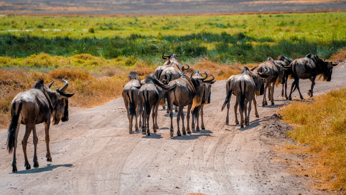 Paysage africain associé à cratère Ngorongoro safari