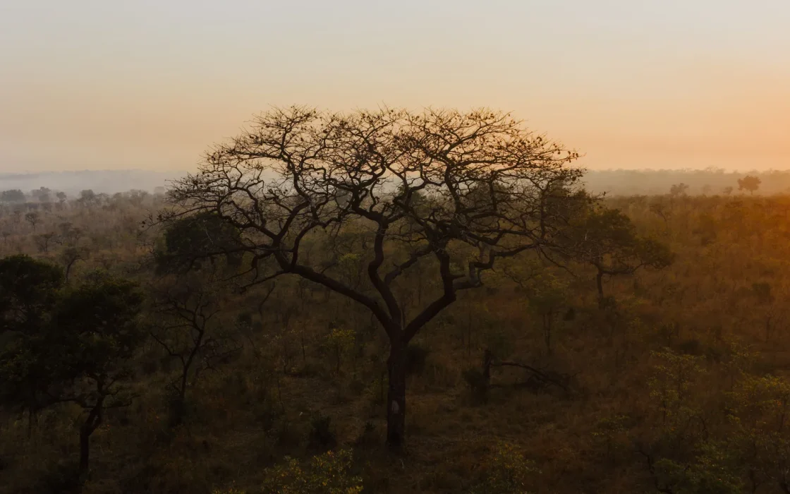 Camp de safari en Afrique associé à premier safari Afrique