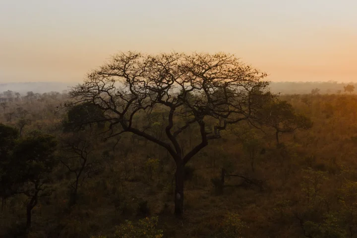Camp de safari en Afrique associé à premier safari Afrique