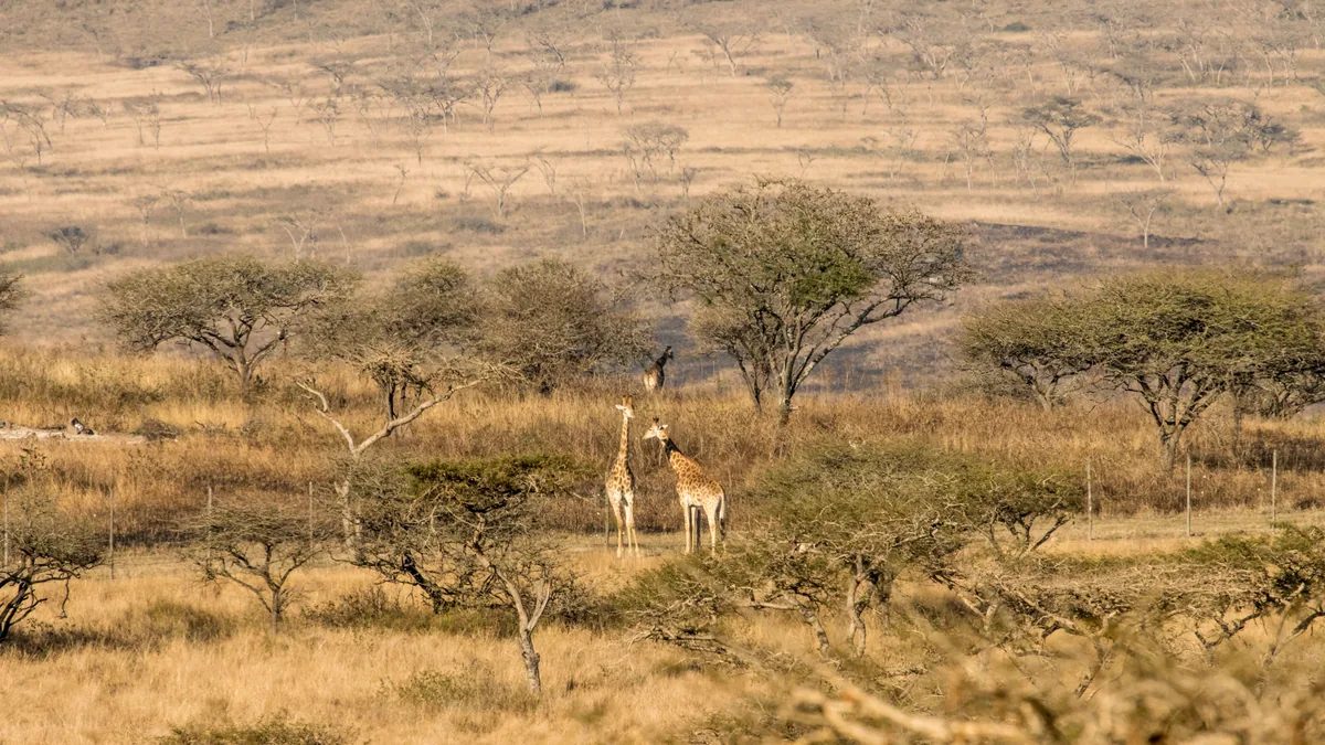 Camp de safari en Afrique associé à premier safari Afrique