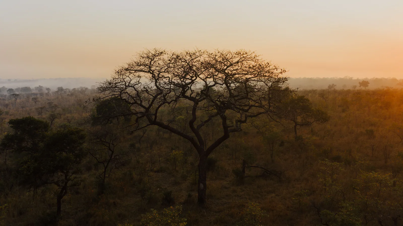 Camp de safari en Afrique associé à premier safari Afrique