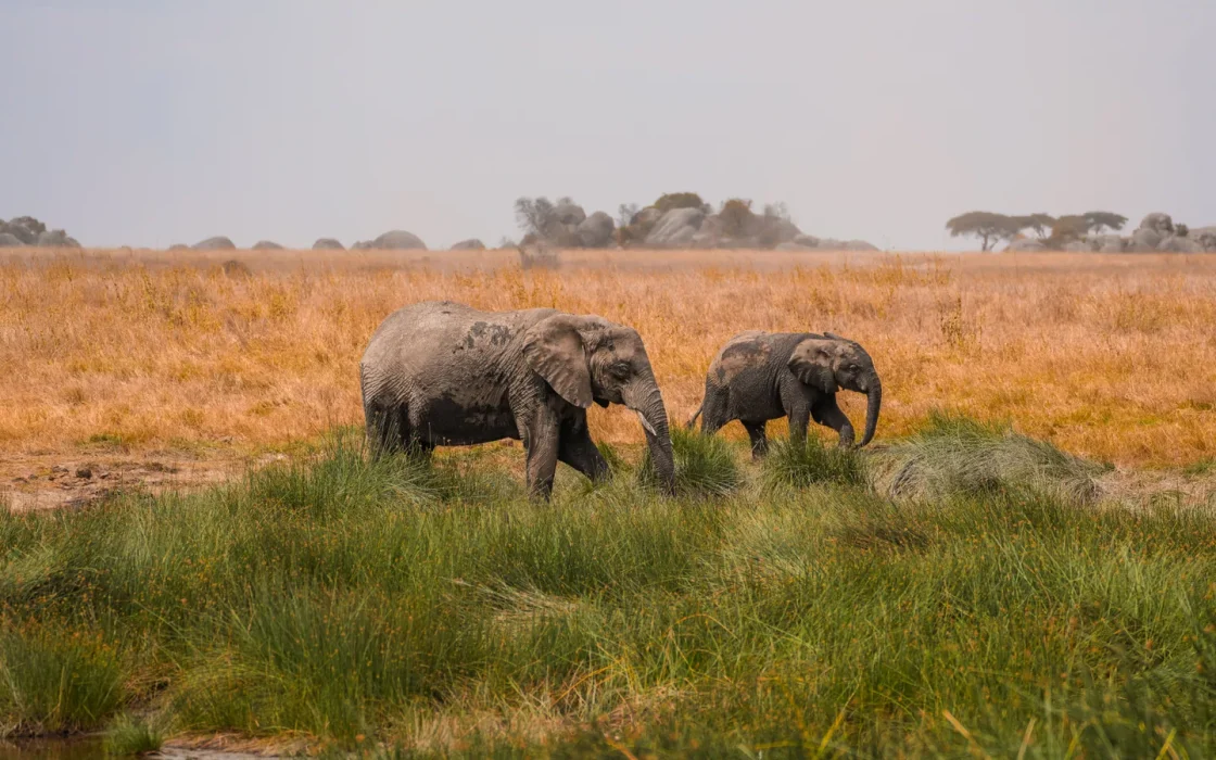 Camp de safari en Afrique associé à quand partir en safari Afrique