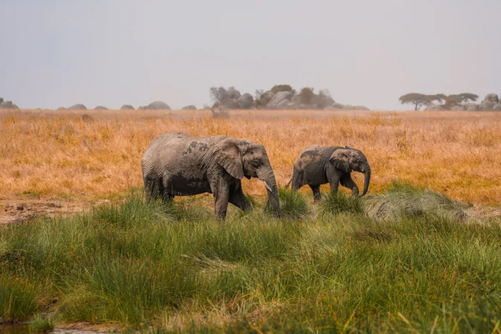 Camp de safari en Afrique associé à quand partir en safari Afrique