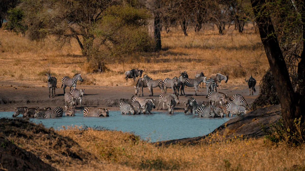 Camp de safari en Afrique associé à quand partir en safari Afrique