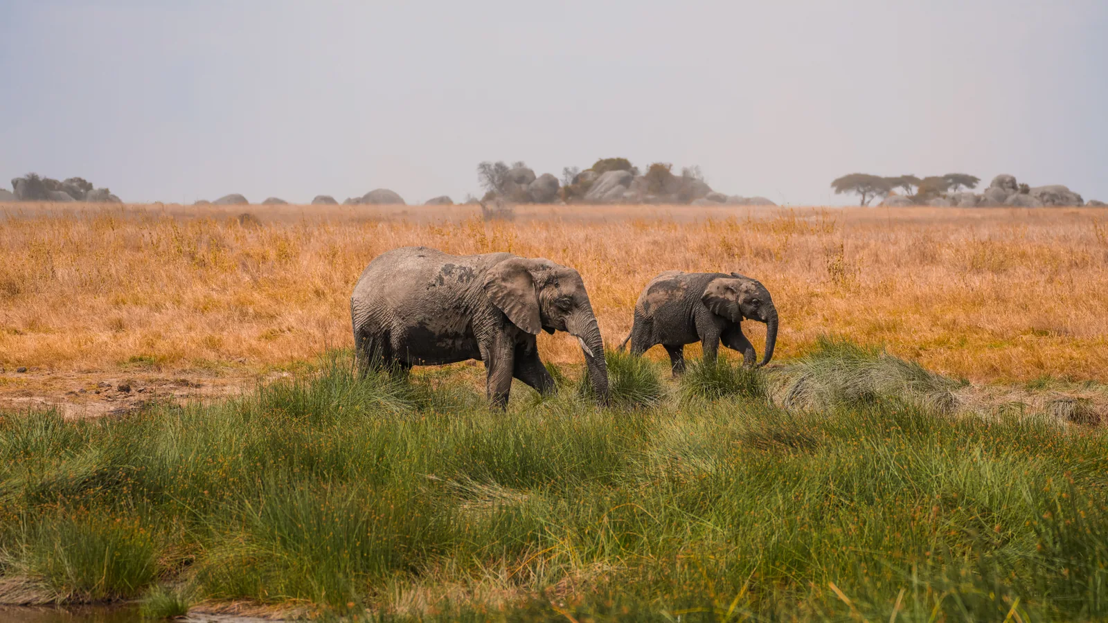 Camp de safari en Afrique associé à quand partir en safari Afrique