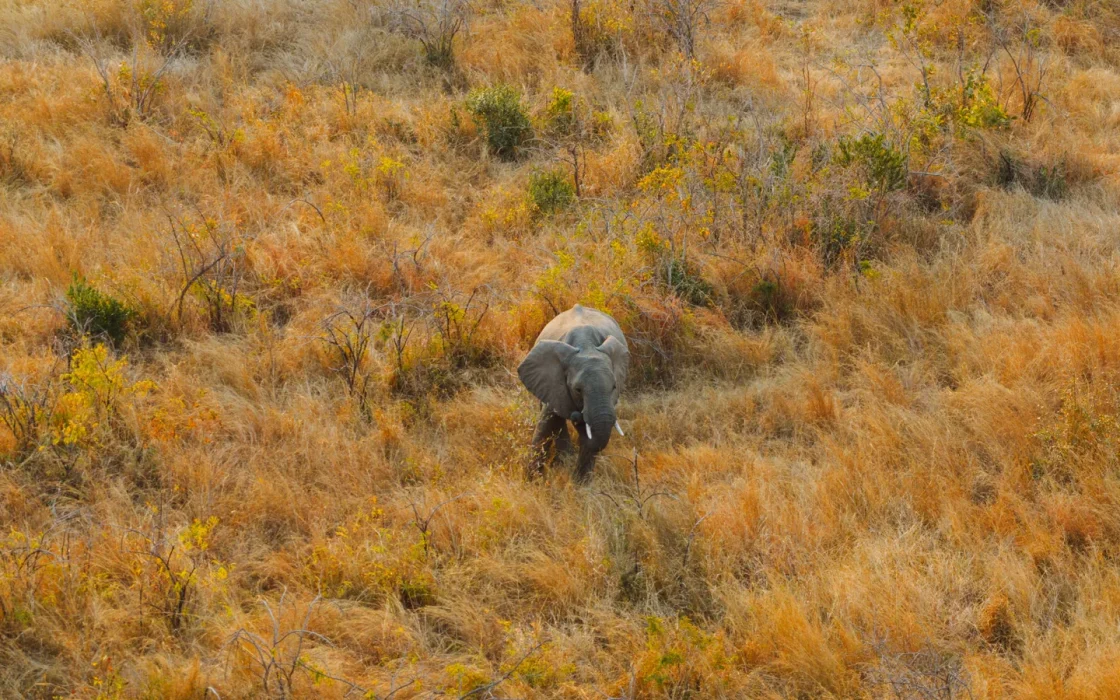 Camp de safari en Afrique associé à réserve privée ou Kruger