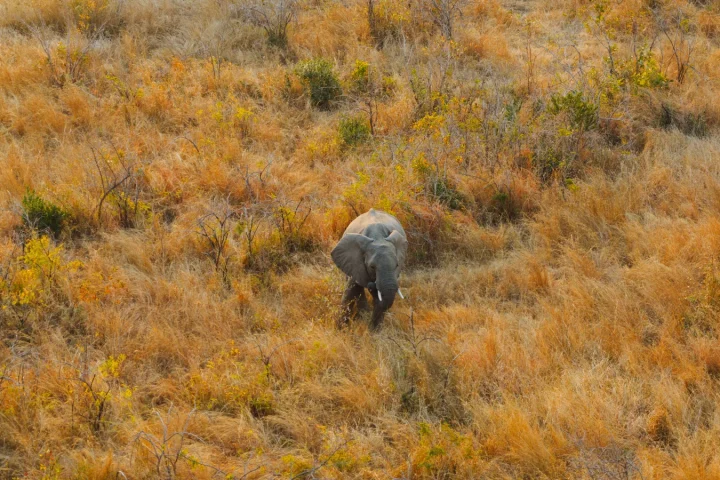 Camp de safari en Afrique associé à réserve privée ou Kruger