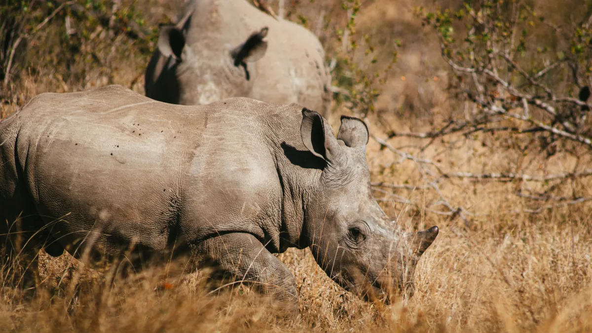 Camp de safari en Afrique associé à réserve privée ou Kruger