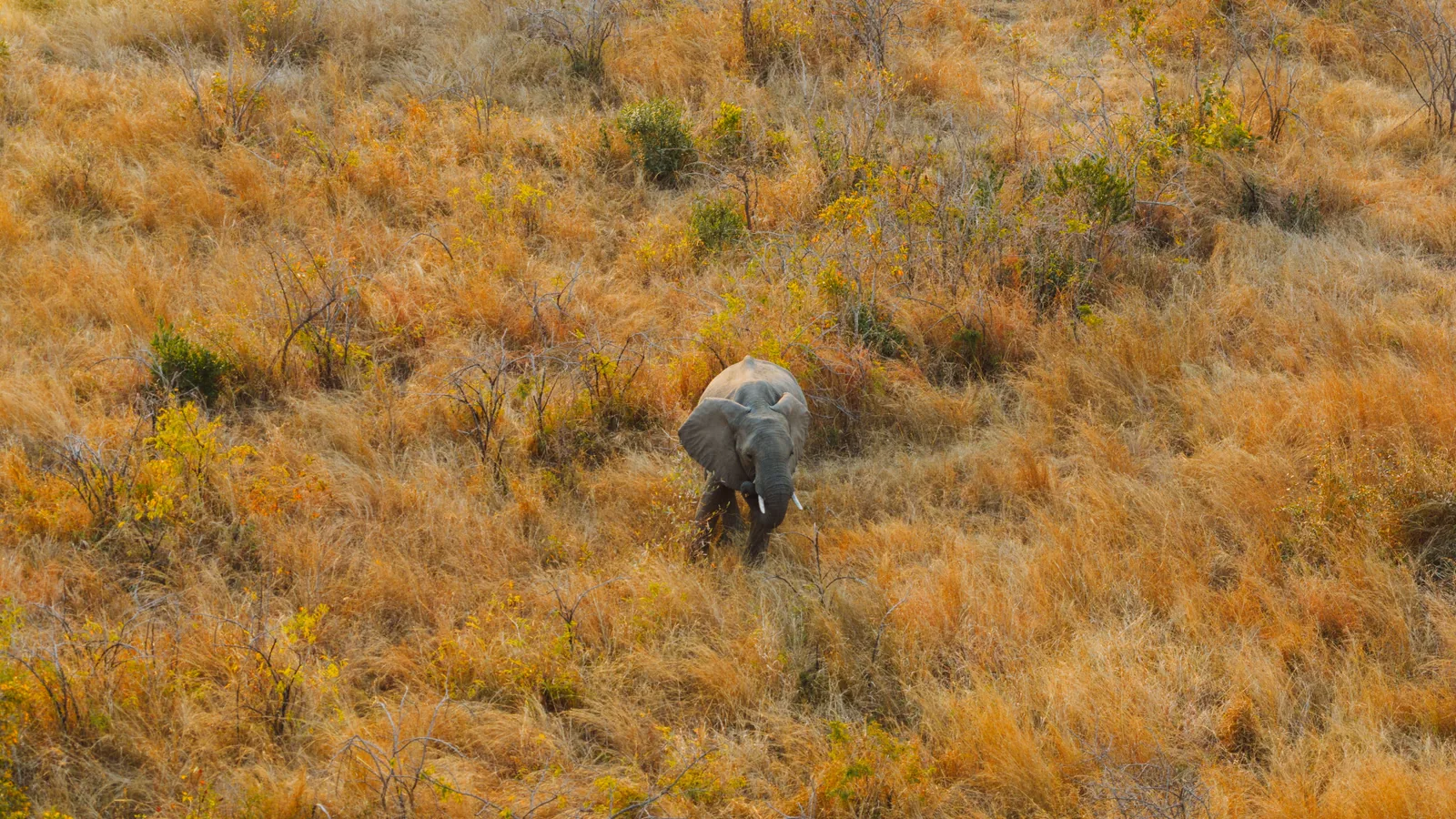 Camp de safari en Afrique associé à réserve privée ou Kruger