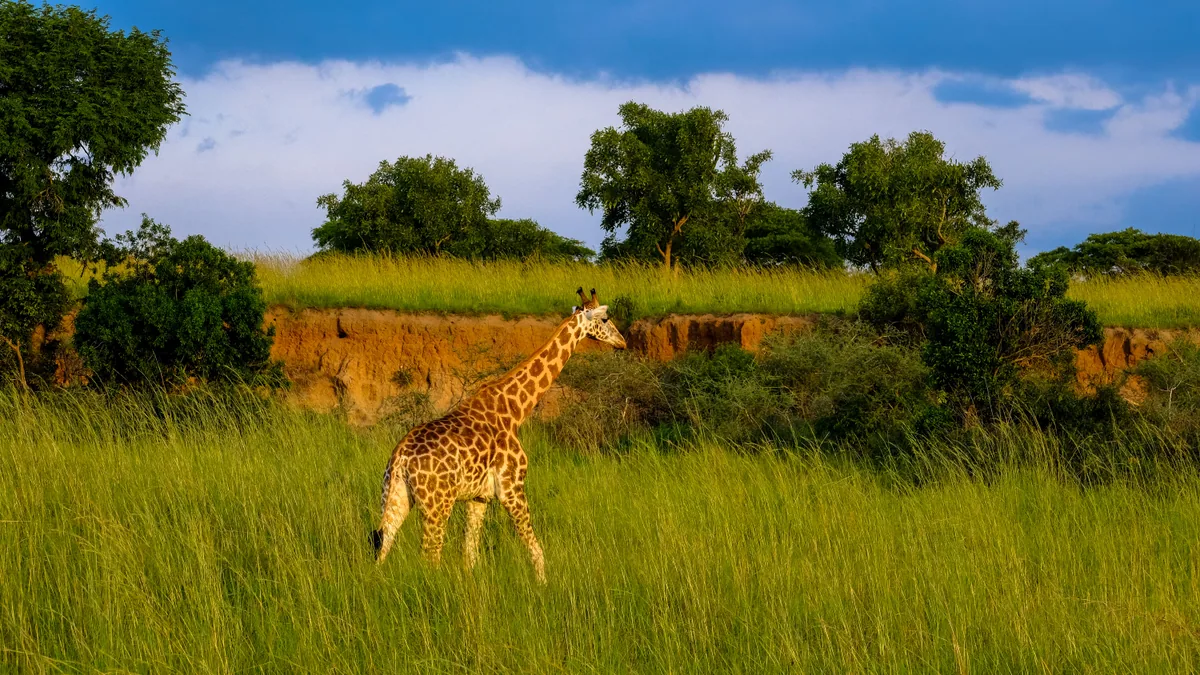 Camp de safari en Afrique associé à réserver safari combien de temps avant