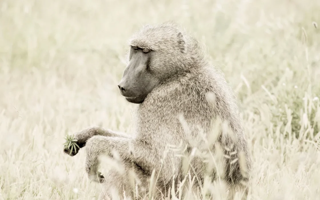 Camp de safari en Afrique associé à safari Afrique du Sud
