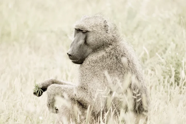 Camp de safari en Afrique associé à safari Afrique du Sud