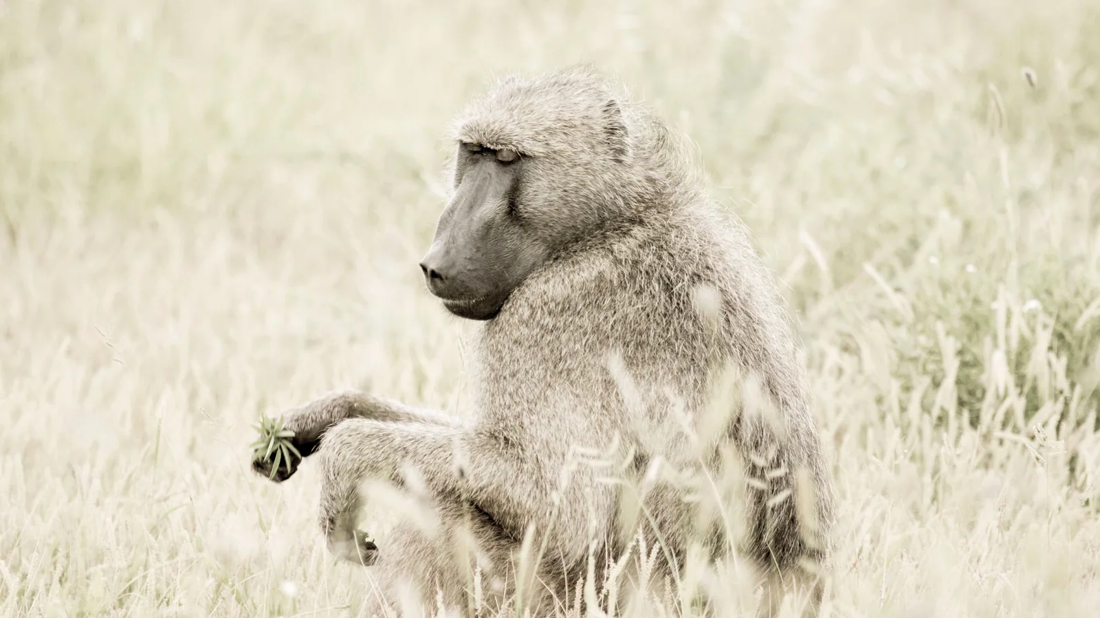 Camp de safari en Afrique associé à safari Afrique du Sud