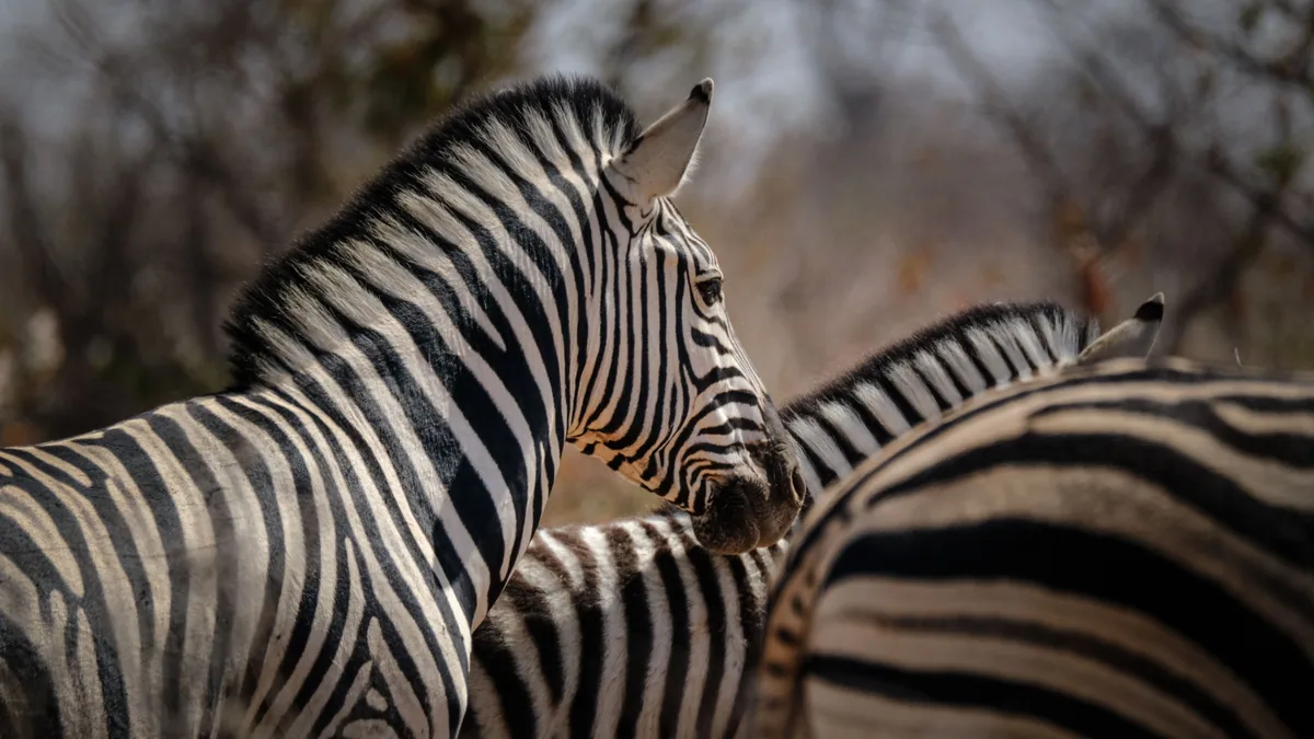 Camp de safari en Afrique associé à safari Afrique du Sud
