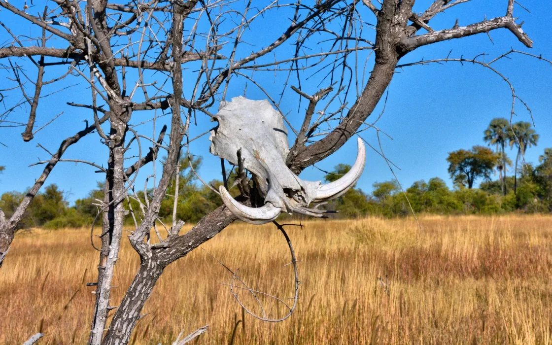 Paysage de safari au Botswana associé à safari Botswana