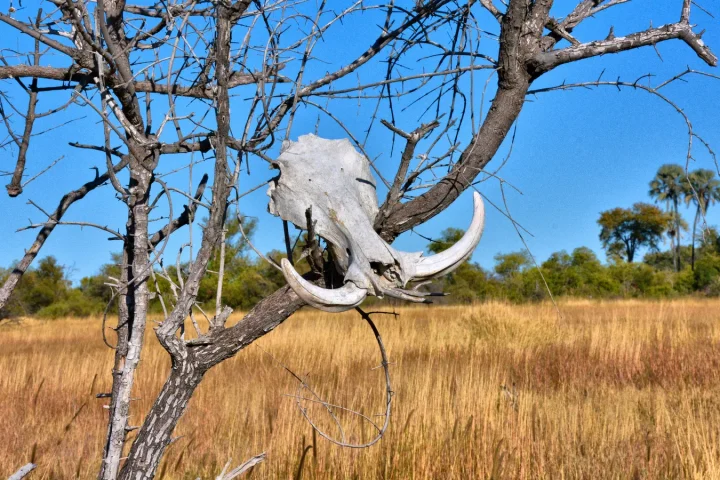 Paysage de safari au Botswana associé à safari Botswana