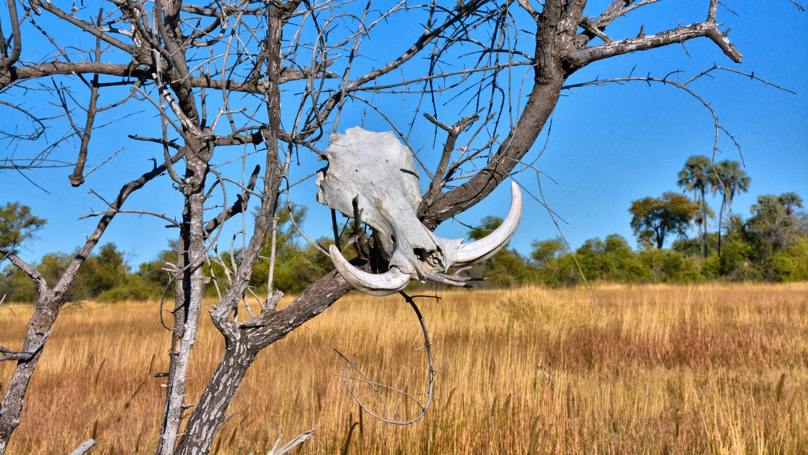 Paysage de safari au Botswana associé à safari Botswana