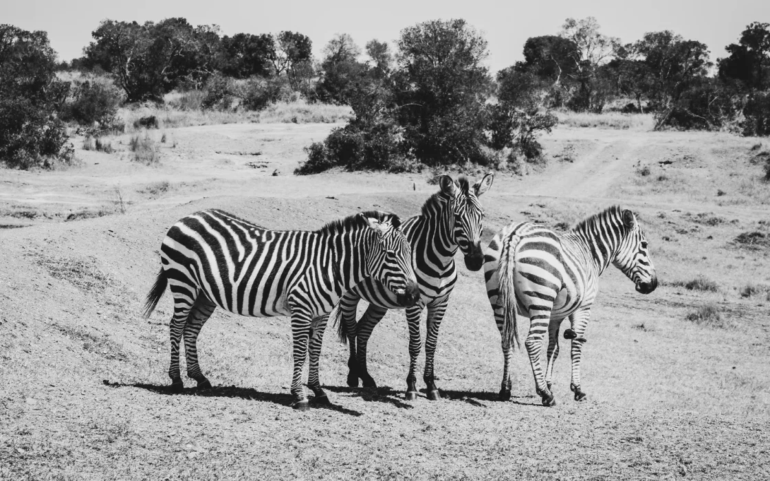 Camp de safari en Afrique associé à safari Zimbabwe