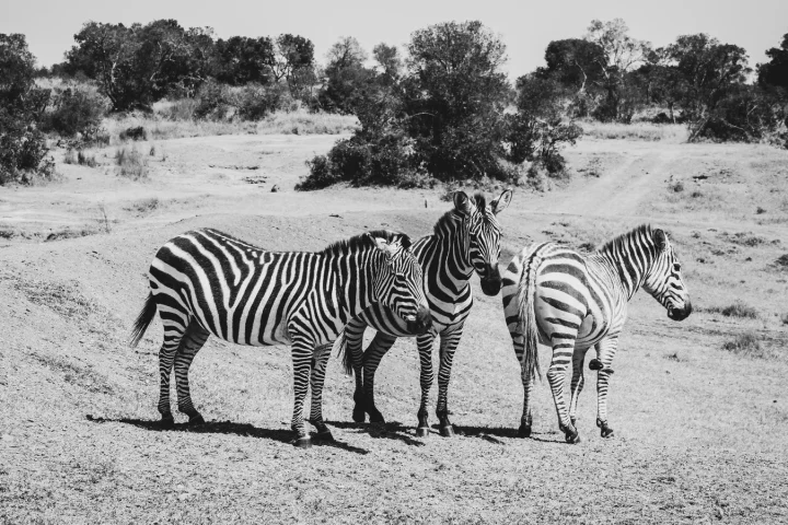 Camp de safari en Afrique associé à safari Zimbabwe