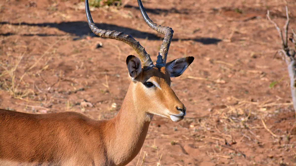 Camp de safari en Afrique associé à safari Zimbabwe