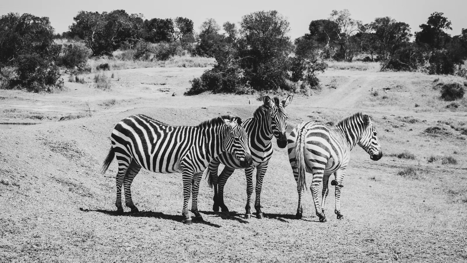 Camp de safari en Afrique associé à safari Zimbabwe
