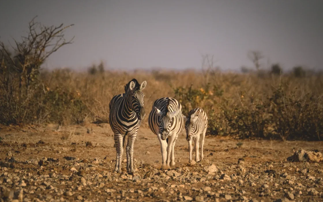 Paysage côtier d'Afrique australe associé à safari Afrique du Sud Mozambique