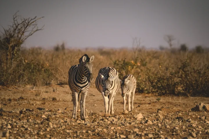 Paysage côtier d'Afrique australe associé à safari Afrique du Sud Mozambique