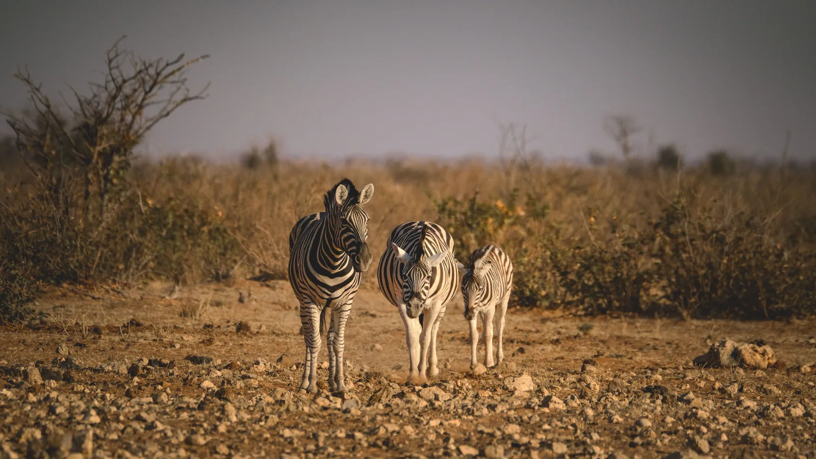 Paysage côtier d'Afrique australe associé à safari Afrique du Sud Mozambique