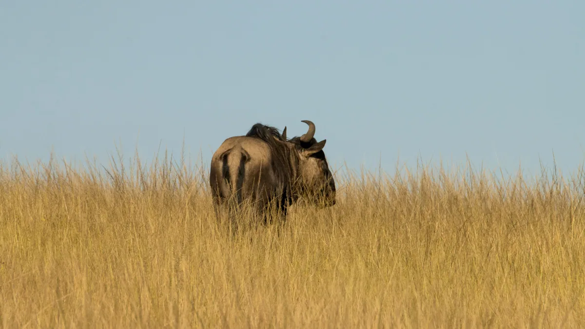 Camp de safari en Afrique associé à safari à pied Afrique