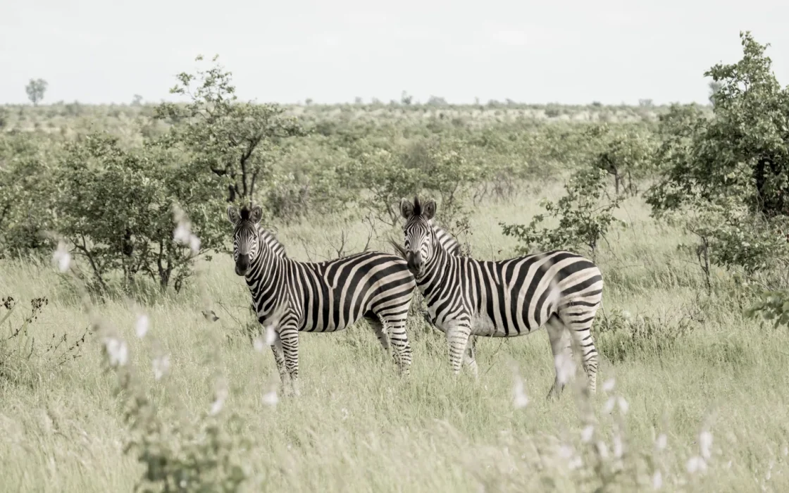 Camp de safari en Afrique associé à safari en couple Afrique