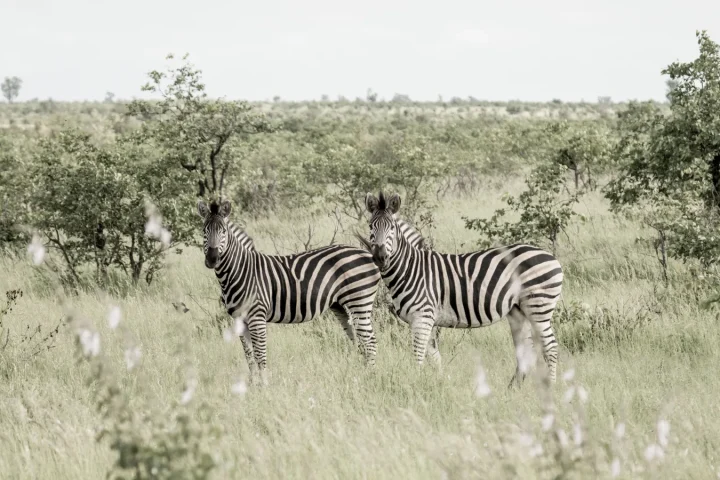 Camp de safari en Afrique associé à safari en couple Afrique