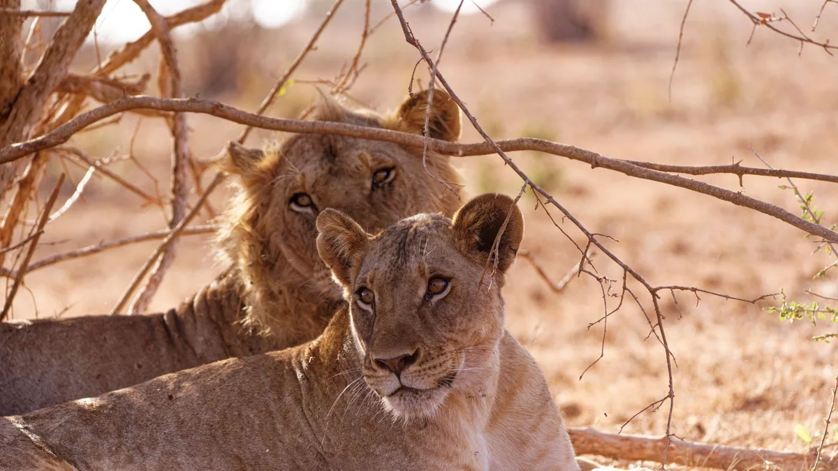 Camp de safari en Afrique associé à safari en couple Afrique