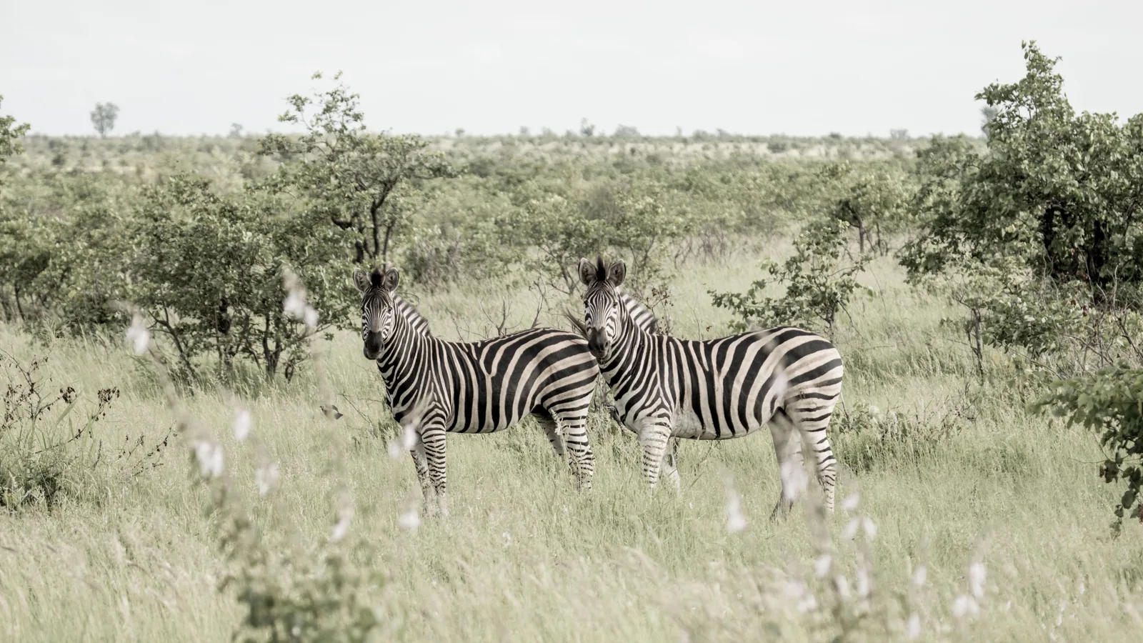 Camp de safari en Afrique associé à safari en couple Afrique