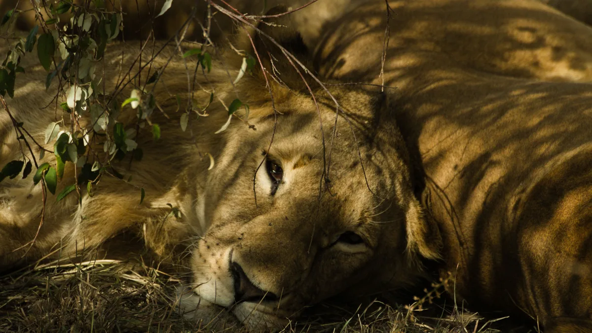 Camp de safari en Afrique associé à safari sans paludisme
