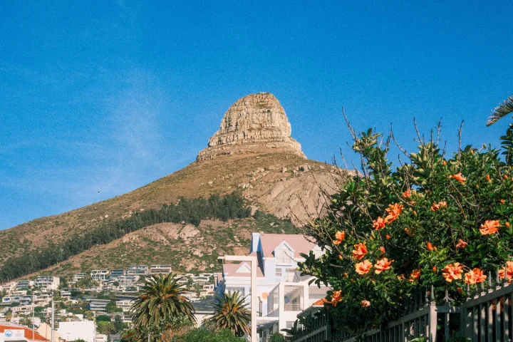Paysage d'Afrique du Sud associé à saison des fleurs Cape Town