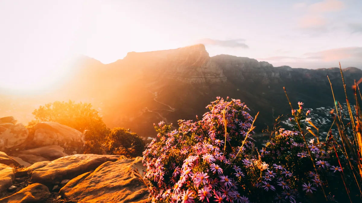 Paysage d'Afrique du Sud associé à saison des fleurs Cape Town
