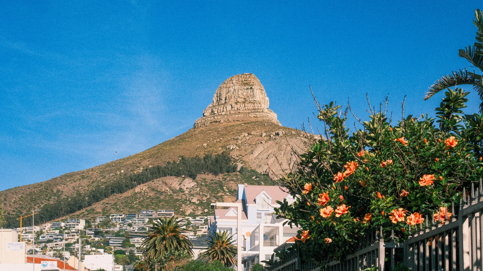 Paysage d'Afrique du Sud associé à saison des fleurs Cape Town
