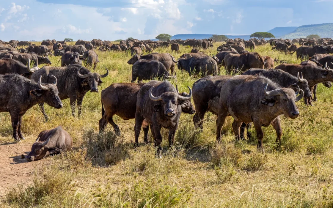 Paysage africain associé à Serengeti ou Masai Mara