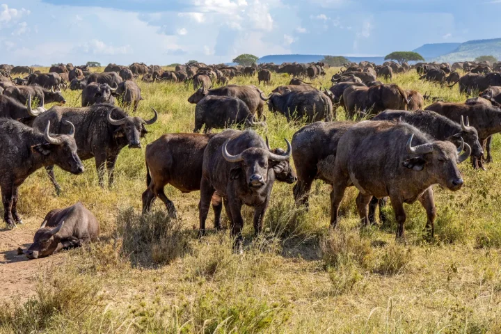 Paysage africain associé à Serengeti ou Masai Mara