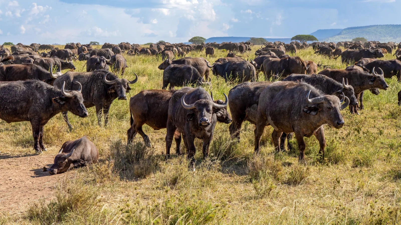 Paysage africain associé à Serengeti ou Masai Mara