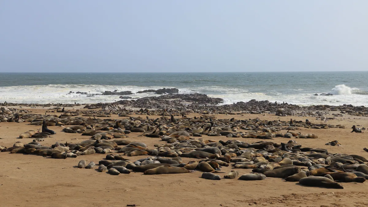 Colonie d'otaries sur le littoral rocheux de Cape Cross en Namibie