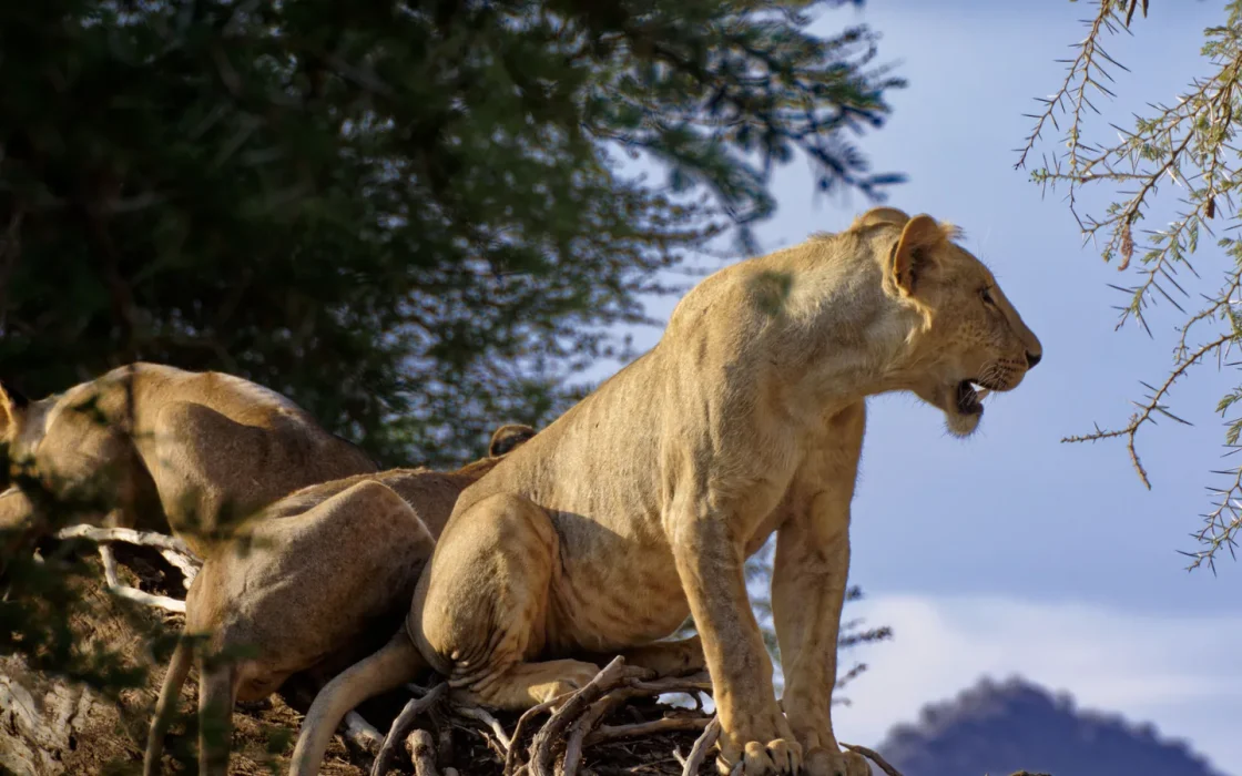 Camp de safari en Afrique associé à Tanzanie ou Kenya safari