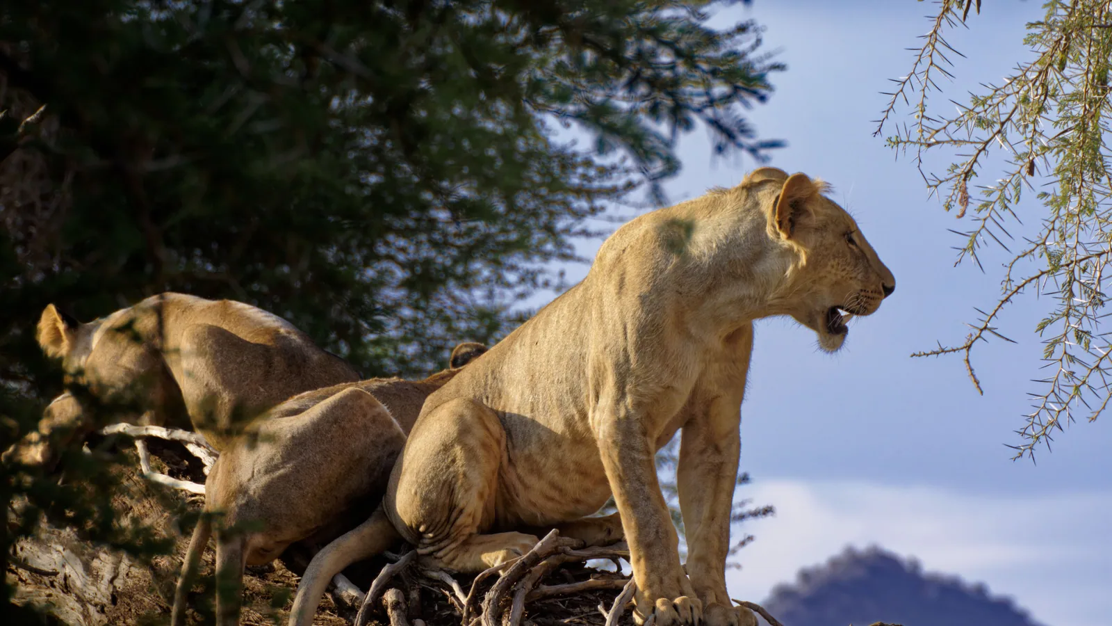 Camp de safari en Afrique associé à Tanzanie ou Kenya safari