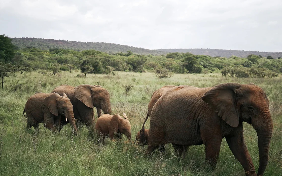 Camp de safari en Afrique associé à valise safari