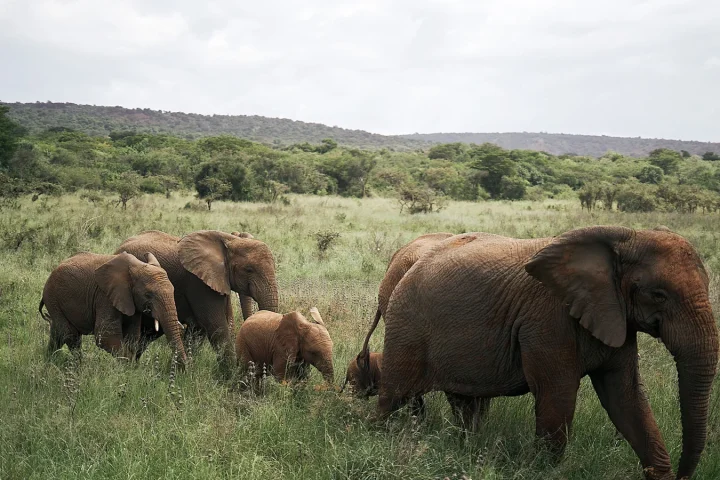 Camp de safari en Afrique associé à valise safari