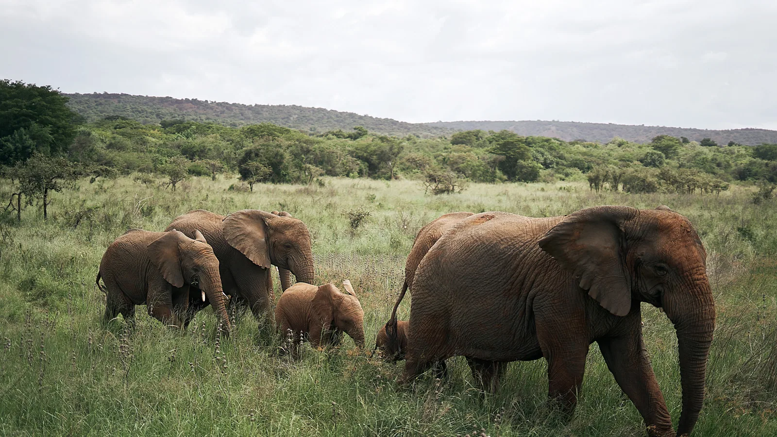 Camp de safari en Afrique associé à valise safari